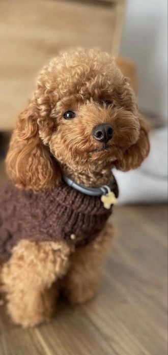 мини/той пудель абрикос, teddy face, документы, чип