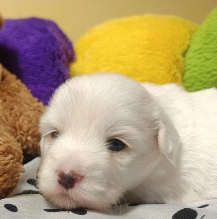 Piesek Rasy Coton de Tulear ZKwP/FCI