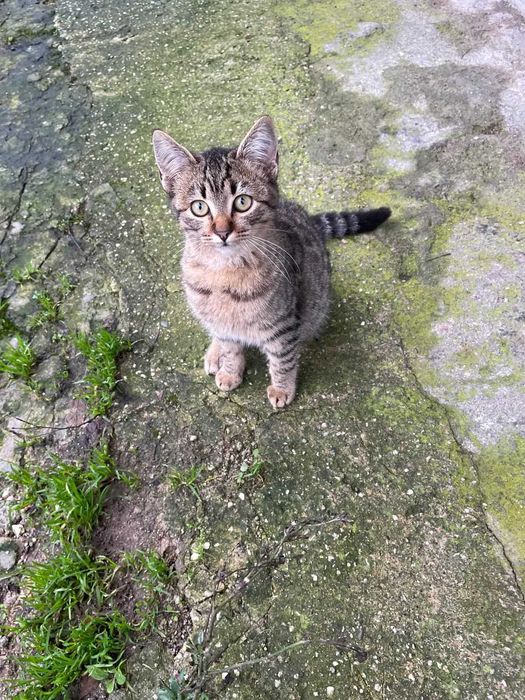 Gatinho macho tigrado com cerca de 5/6 meses para adoção responsável