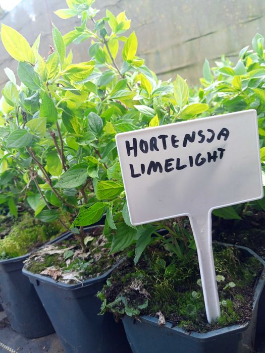Hortensja Bukietowa Hortensje Bukietowe