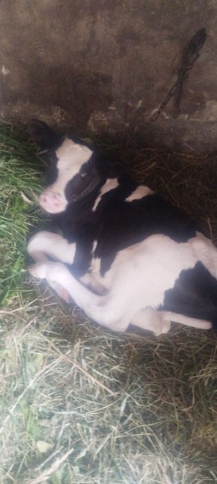 Продам теличку на виховання.