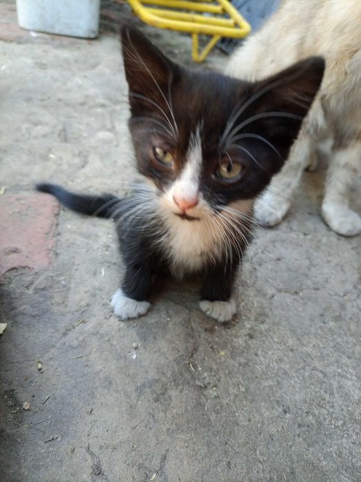 Котёнок девочка ищет дом