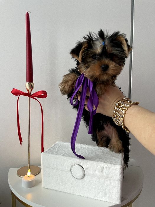 VIP Йорки — Гарантовано закохаєтесь з першого погляду