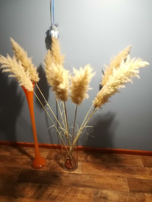 Trawa Pampasowa kłosy