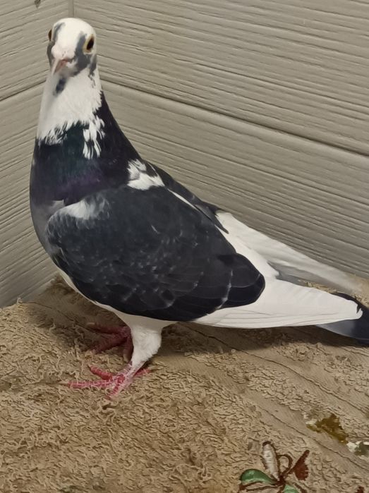 Gołębie pocztowe, pstra samica