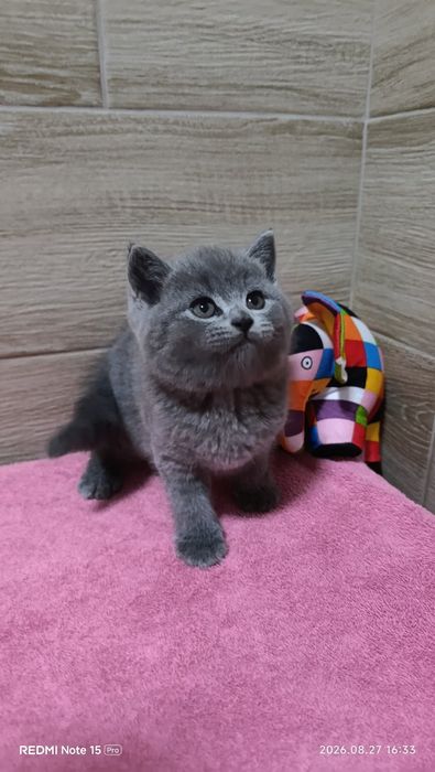 Британський хлопчик!