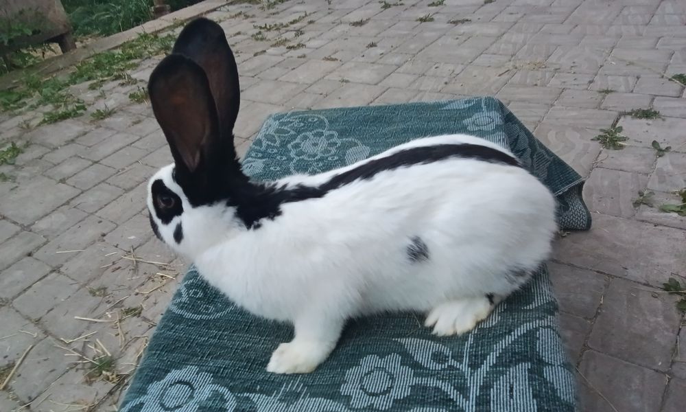 Кріличка породи Строкачка віком 4, 5 місяців ціна договірна