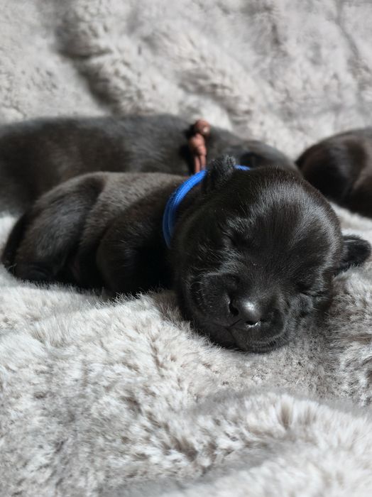 Staffordshire bull terrier,  Staffik