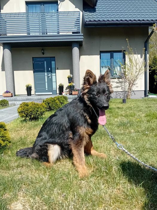 Owczarek Niemiecki długowłosy czarno podpalany szczeniak