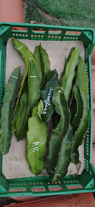 Pitayas varias variedades