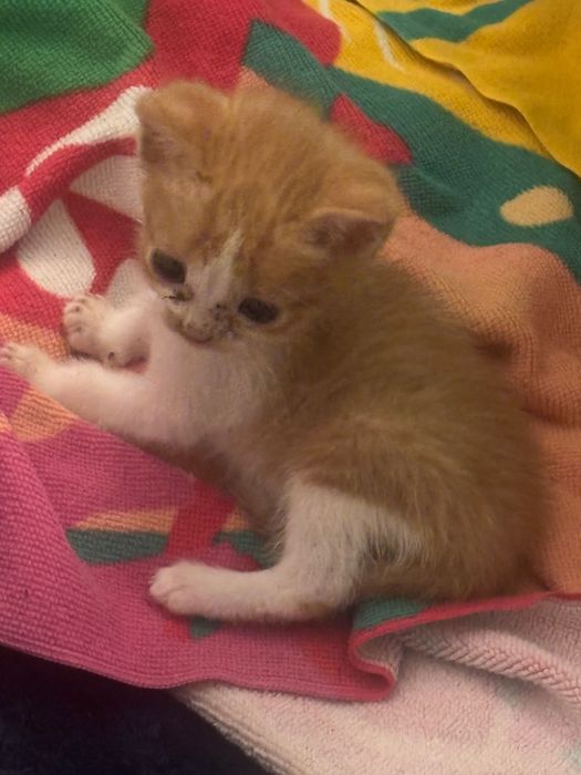 Dou gatos bebés com 2 meses