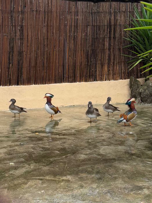 patos mandarim disponiveis