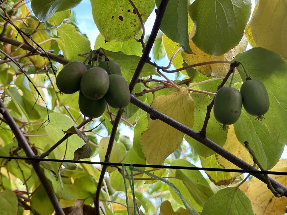 Актинідія аргута 2-3 річна. 14 різних сортів ю