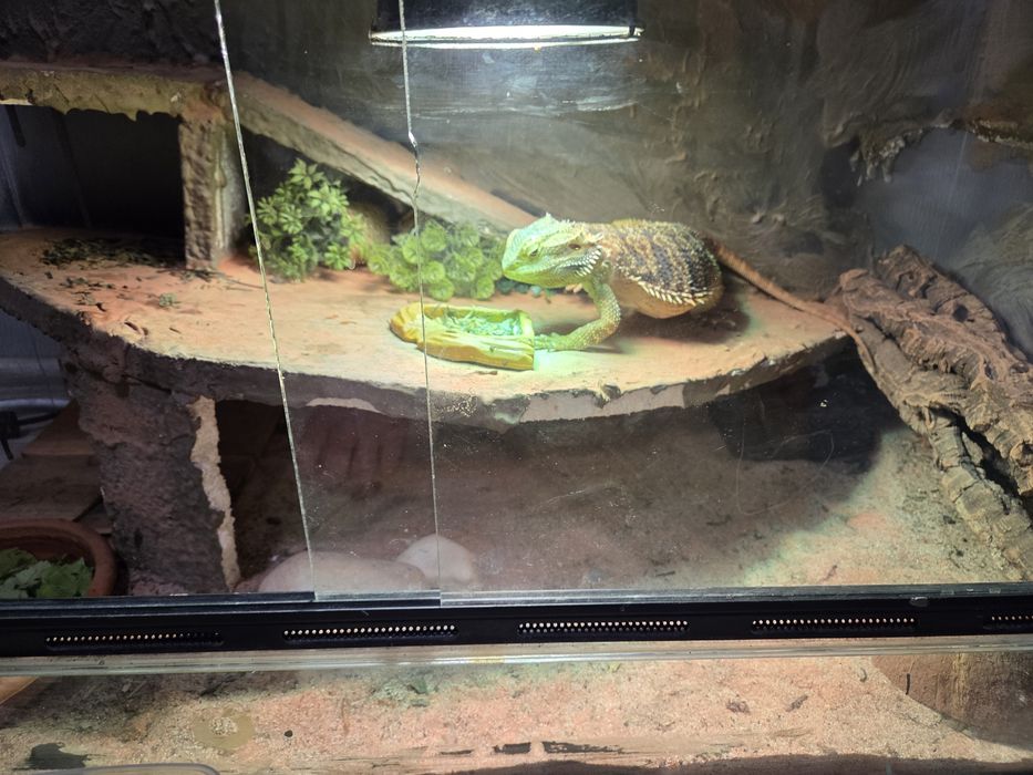 Agama z terrarium