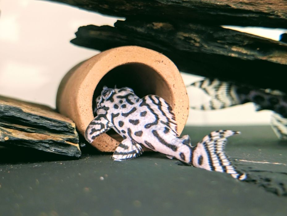 L236 super brancos 3/6cm hypancistrus