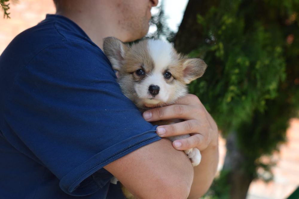 Коргі цуценята, самі кращі малята. Пишіть або телефонуйте. Будем раді
