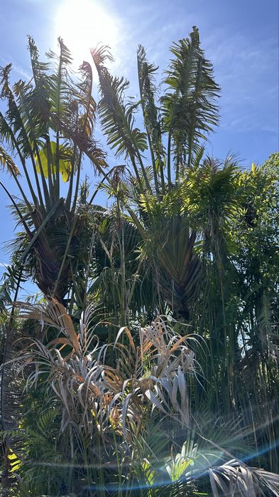 Ravenala madagascariensis* árvore-do-viajante* - Exemplares
