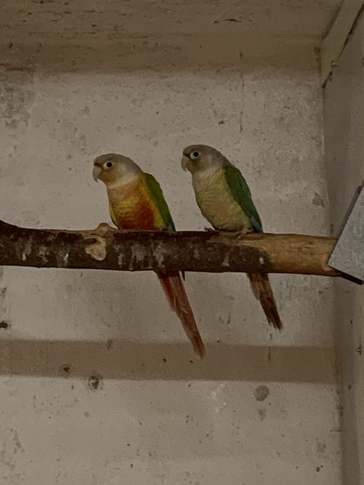 Aleksandretta obrożna