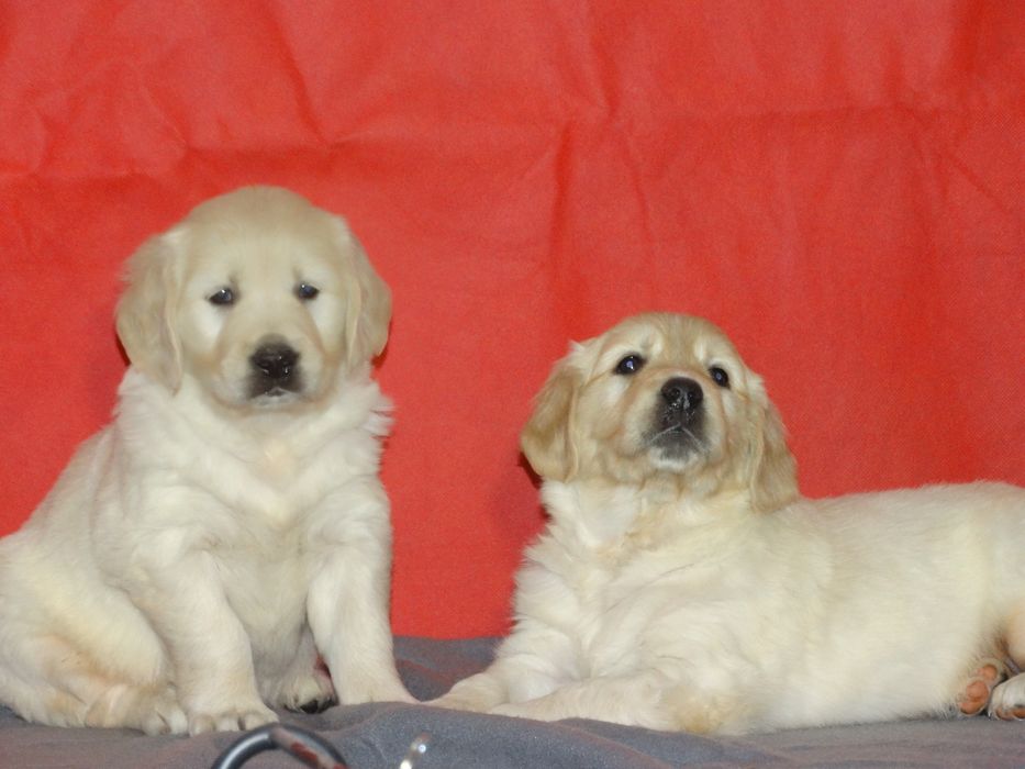Golden retriever piesek jasno złoty