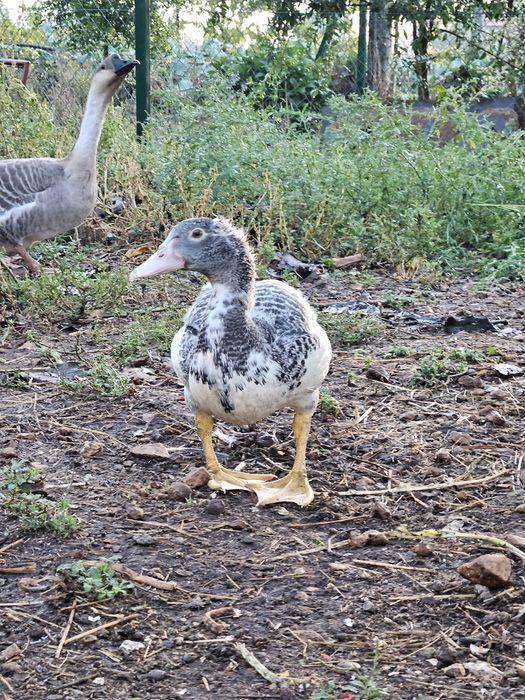 Patos mudos machos e Sedosos disponiveis Vila do Conde