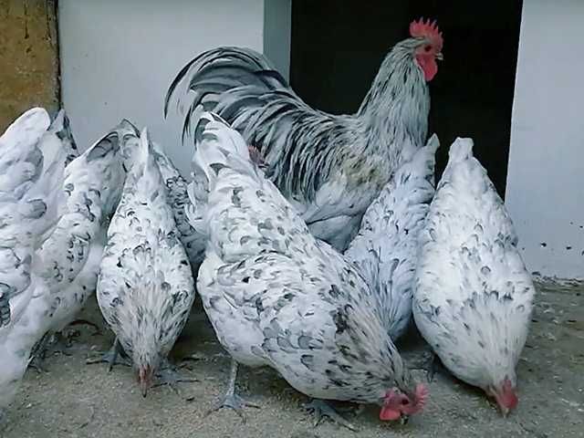 Інкубаційне яйце, курчата, Австралорп: спліш, строкатий, блакитний.