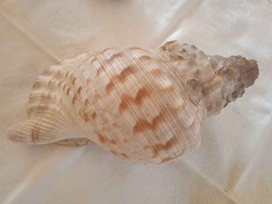 Búzios decorativos