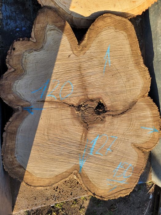 Срез дерева Спил дерева Пано