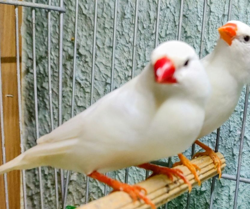 amadyna zebrowata zeberka falista