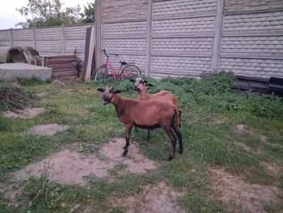 Owieczka i baranki kameruńskie