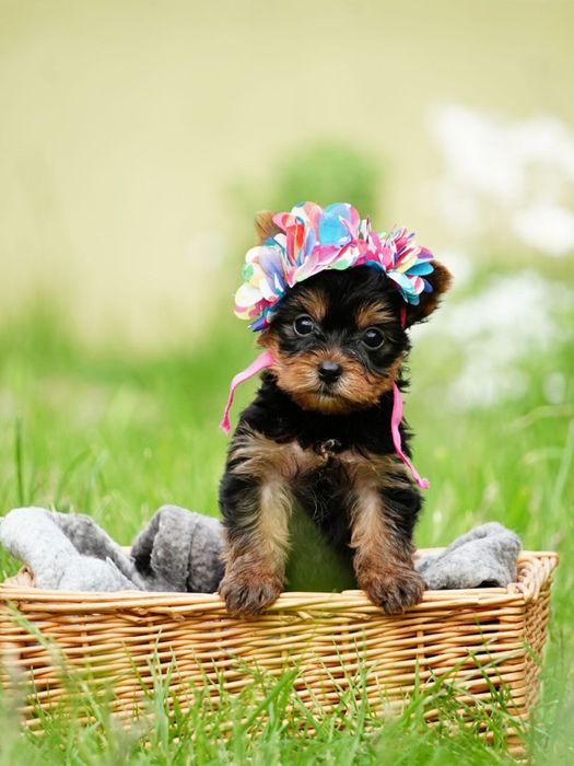 Продаються цуценята-модельки – маленькі йорки, як з обкладинки