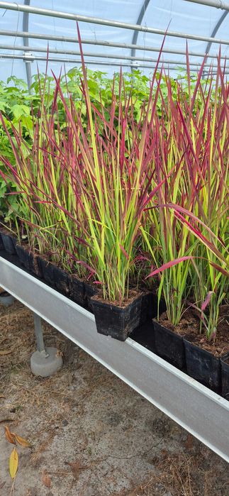 Imperata Red Baron trawa