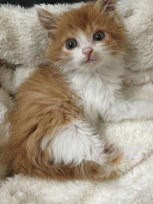 Котенята в найкращу родину
