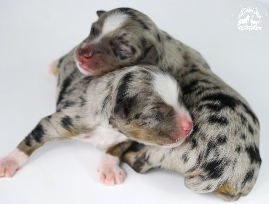 Miniaturowy Owczarek Amerykański MAS ZKWP FCI suczka Blue Merle