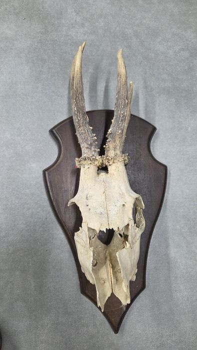 Trofeum myśliwskie parostka sarny rogacz