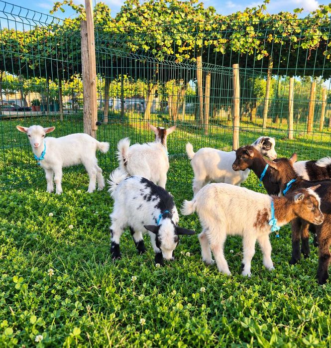 Cabras Anãs e Cabrinhas Micro Anãs
