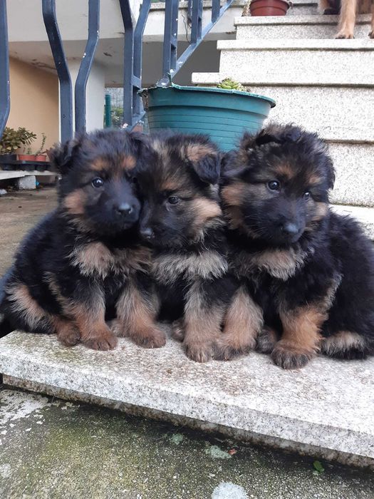 Pastor Alemão puro LOP