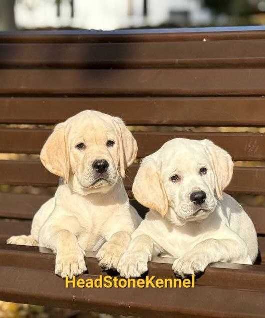 Лабрадор ретривер Щенки КСУ