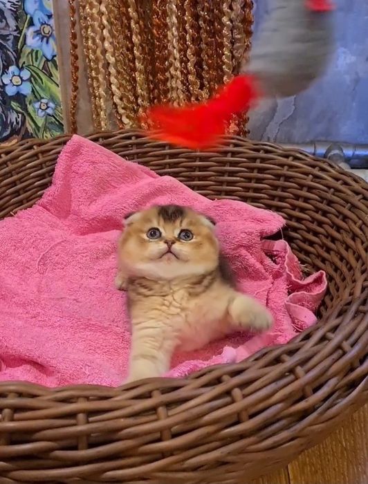 Ласковый и нежный котик