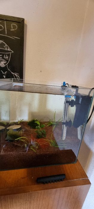 Aquario com camarao (15 aprox)