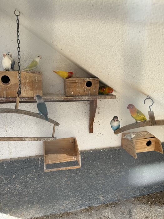 Vende-se 9 Agapórnis