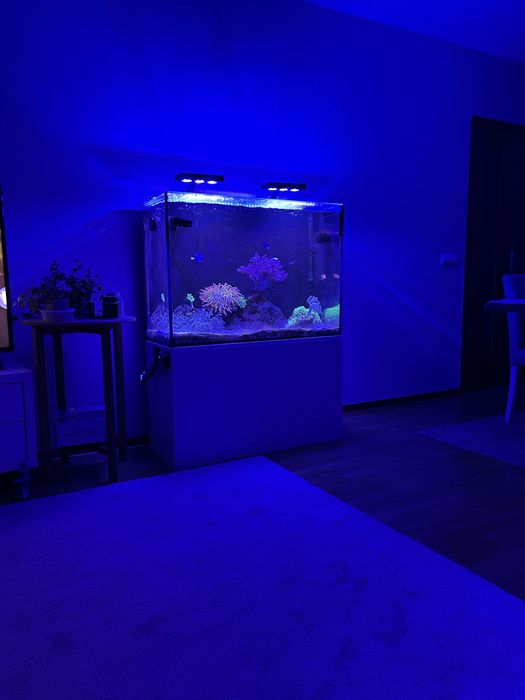 Aquario marinho completo