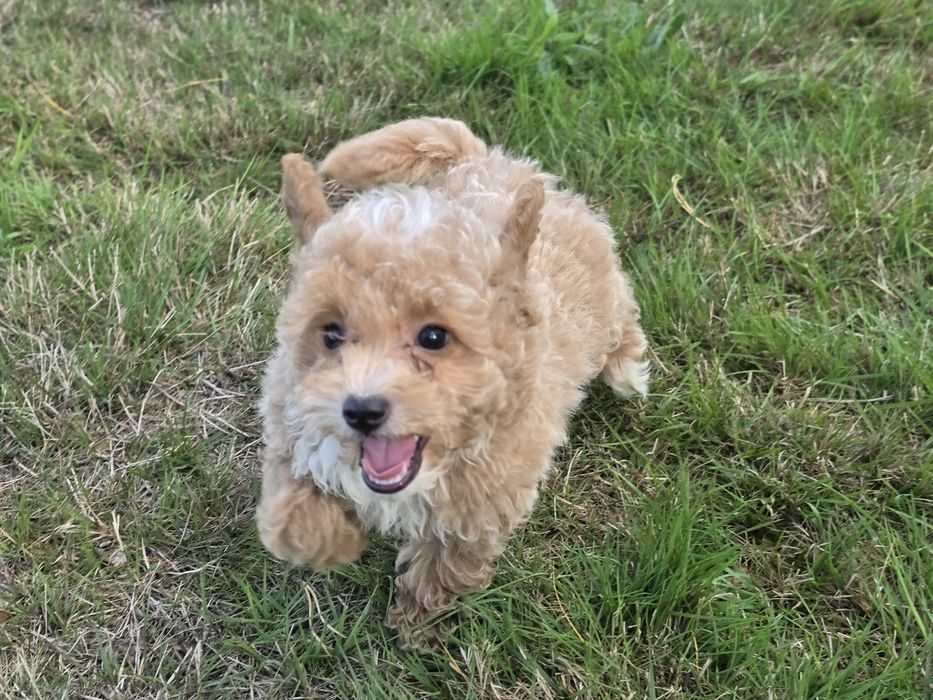 Szczenię maltipoo z metryką