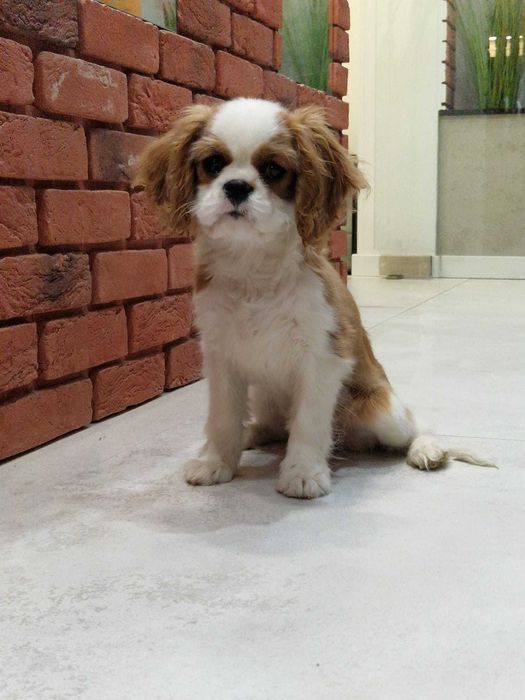 Cavalier King Charles Spaniel