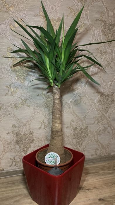 Юкка Мая  Yucca rostrata ‘Maya