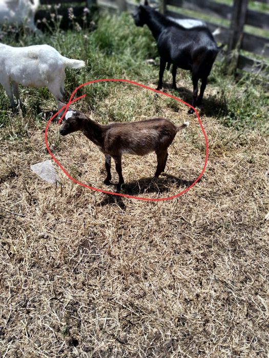 Vendo cabritos com 3 meses