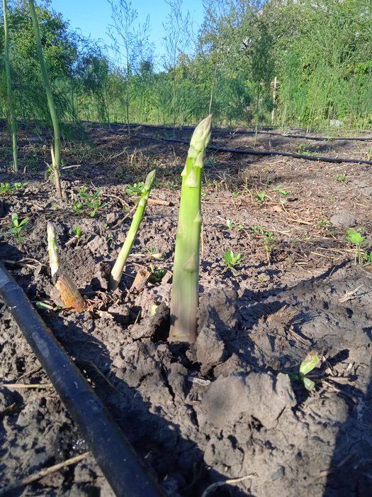 Саджанці спаржі Mary Washington 1, 2, 3 річні