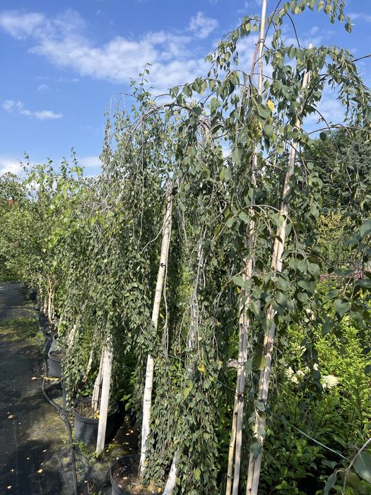 Klony, Brzozy, Buki, Dęby, Graby, Acer, Betula, Fagus, Quercus