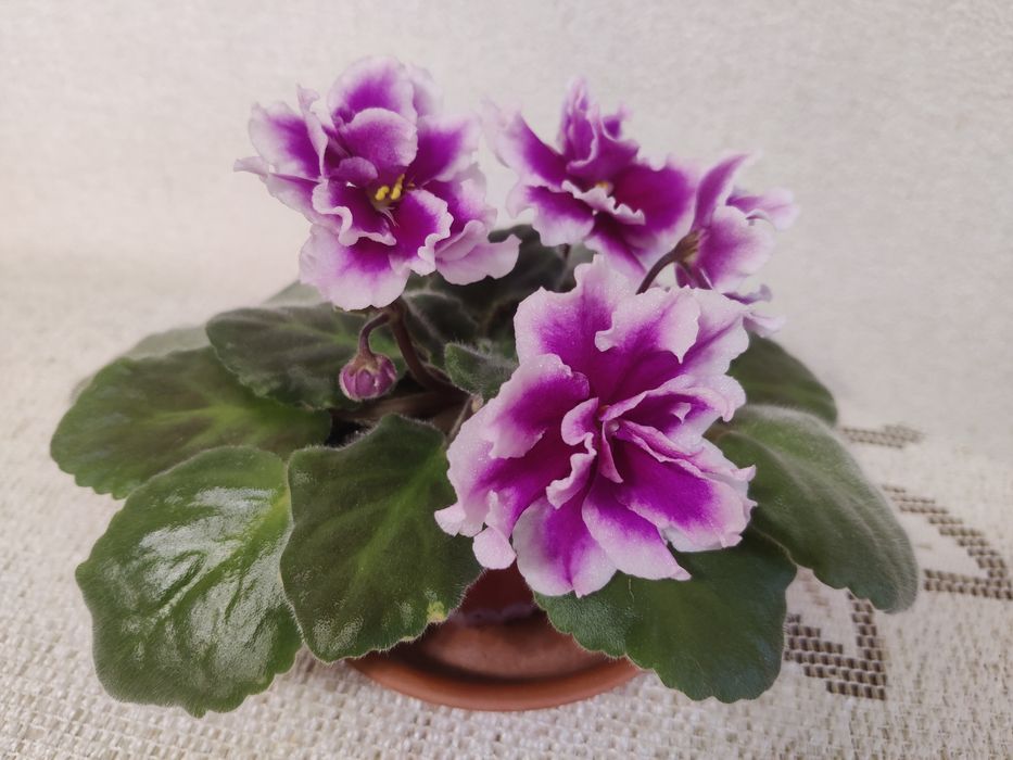 Фіалка махрова  молоденька