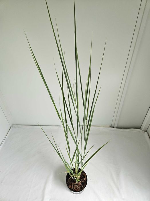 Proso rózgowate Northwind 130cm C2 – wysoka trawa ozdobna