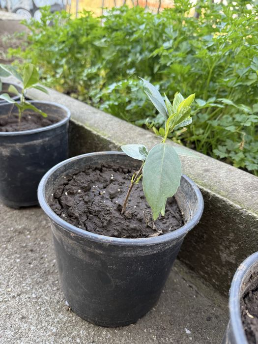 Loreiras em vaso para venda